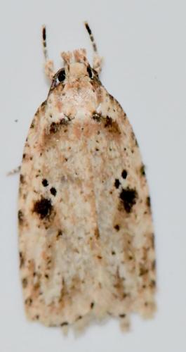 Agonopterix arenella